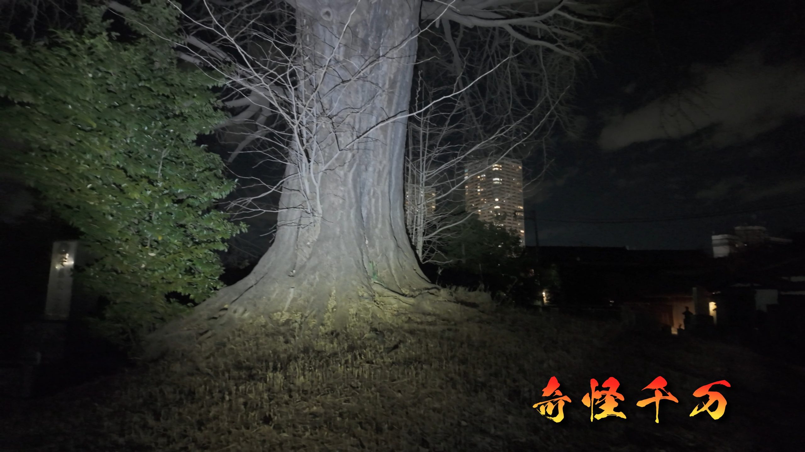 谷中霊園 現地写真 396