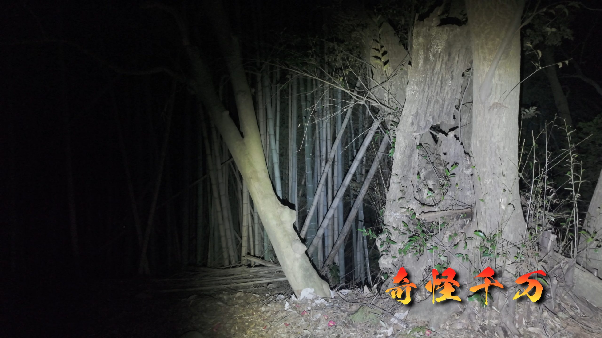 思井神隠し神社 現地写真 443